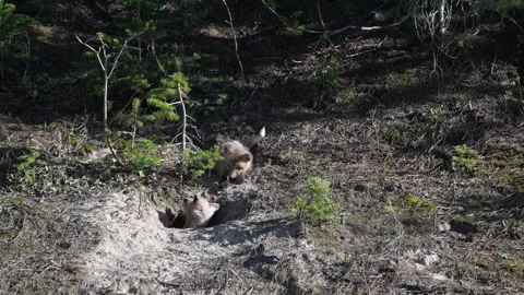 Red fox in the wild Video stock 314806635