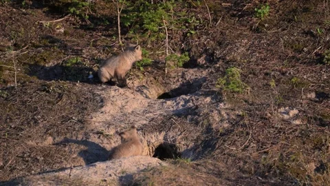 Red fox in the wild Stock Footage 314806636