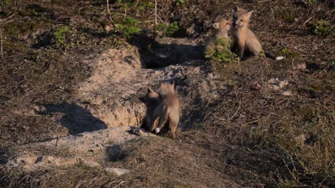 Red fox in the wild Stock Footage 314806660