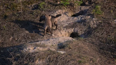 Red fox in the wild Stock Footage 314806661