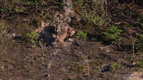Red fox in the wild Stock Footage 314806668