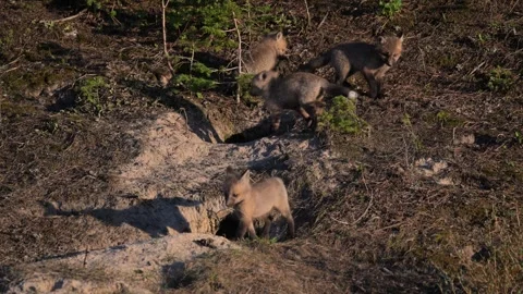 Red fox in the wild Stock Footage 314806670