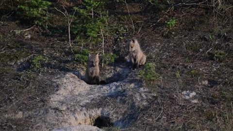 Red fox in the wild Stock Footage 314806672