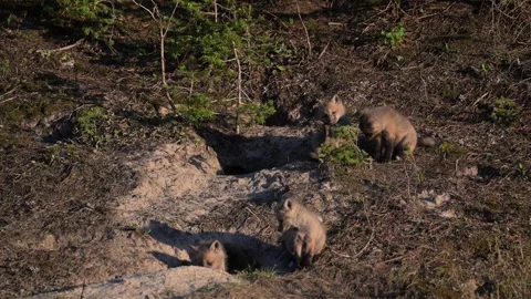 Red fox in the wild Stockbeeldmateriaal 314806681