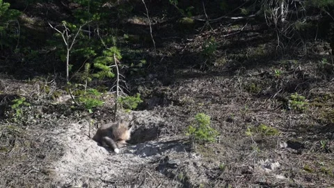 Red fox in the wild Stock Footage 314806687