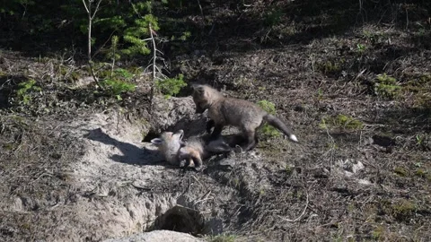 Red fox in the wild Stock Footage 314806689