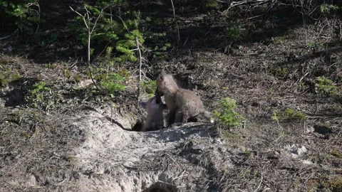 Red fox in the wild Stock Footage 314806690