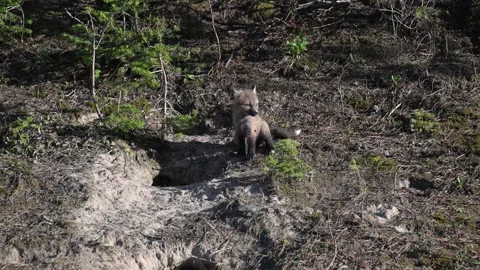 Red fox in the wild Stock Footage 314806692
