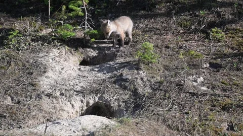 Red fox in the wild Stock-Footage 314806696
