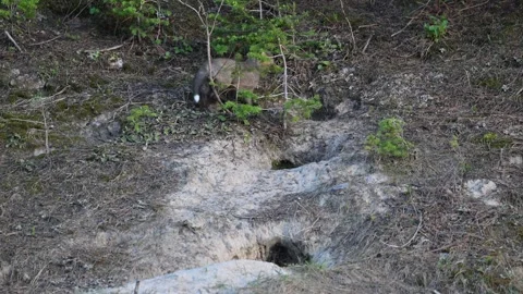 Red fox in the wild Видео 314806698