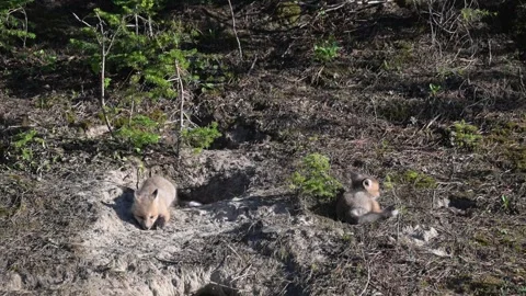 Red fox in the wild Vídeo Stock 314806701