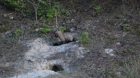 Red fox in the wild 스톡 동영상 314806707