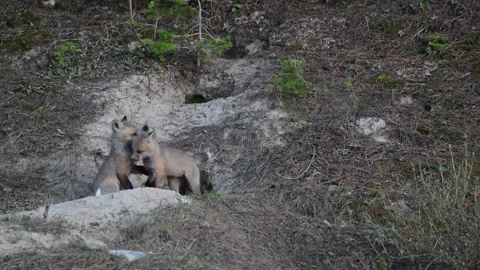 Red fox in the wild Stock Footage 314806711