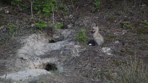 Red fox in the wild 스톡 동영상 314806713