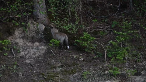 Red fox in the wild 動画素材 314806716