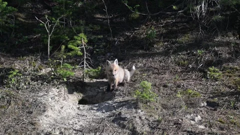 Red fox in the wild Stock Footage 314806717
