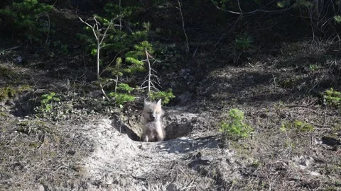 Red fox in the wild Stock Footage 314806720