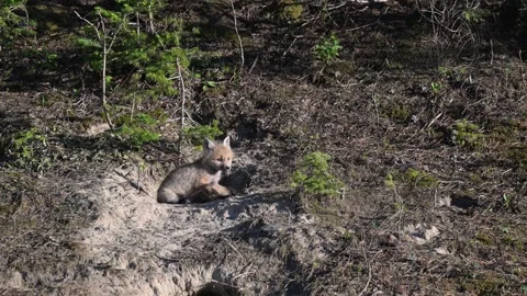 Red fox in the wild Stock Footage 314806721