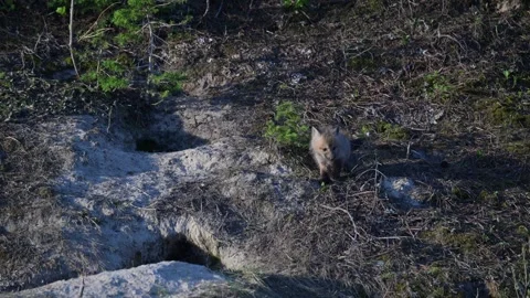 Red fox in the wild Stock Footage 314806729