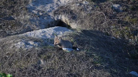 Red fox in the wild Stock Footage 314806731