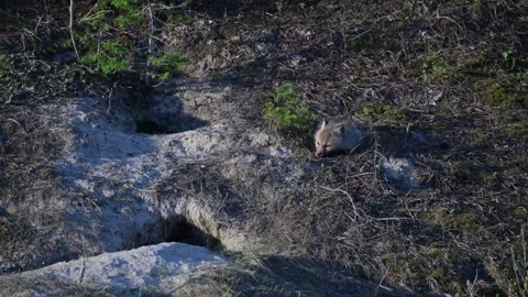 Red fox in the wild Stock Footage 314806732