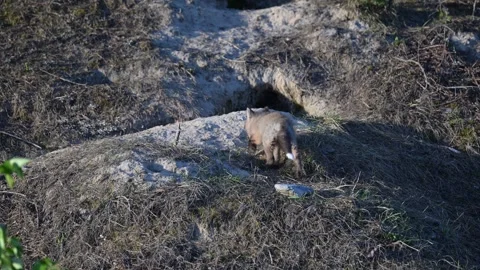 Red fox in the wild Stock Footage 314806735