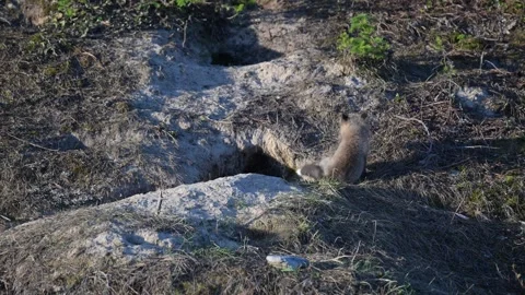 Red fox in the wild Stock Footage 314806743