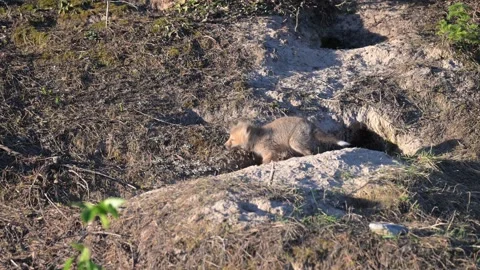 Red fox in the wild Stock Footage 314806745