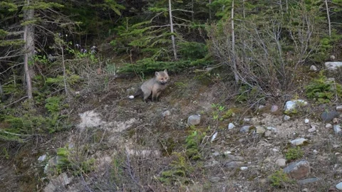 Red fox in the wild Stock Footage 314806753