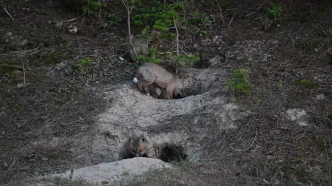 Red fox in the wild Видео 314807455
