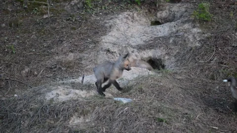 Red fox in the wild Stock Footage 314807458