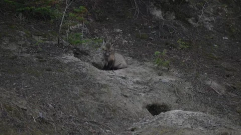 Red fox in the wild Stockbeeldmateriaal 337842325
