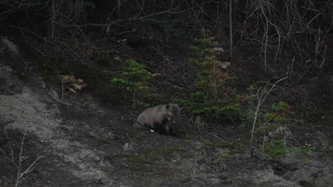 Red fox in the wild Vídeos de archivo 337842361