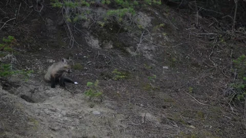 Red fox in the wild 스톡 동영상 337842367