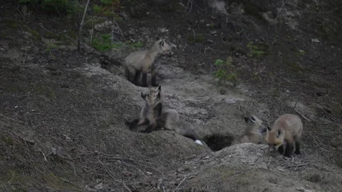 Red fox in the wild Stock Footage 337842375