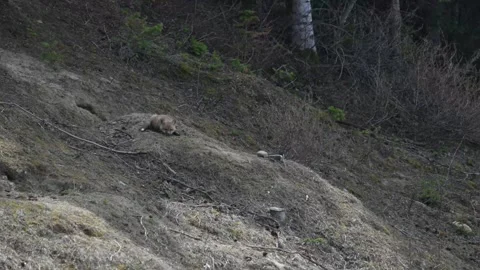Red fox in the wild Stockbeeldmateriaal 337842385