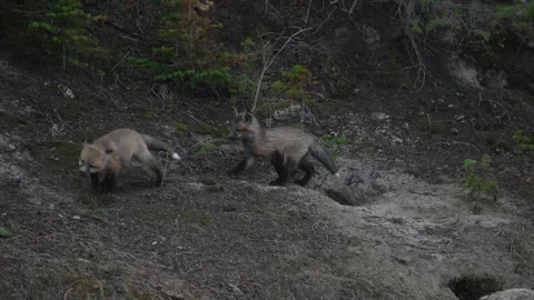 Red fox in the wild Stock Footage 337842409