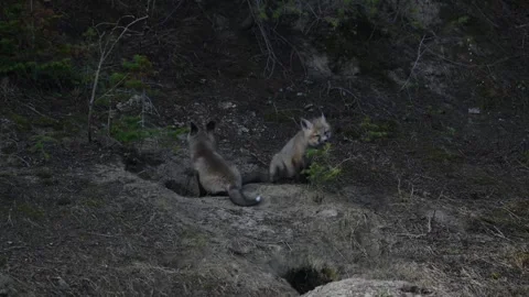 Red fox in the wild Stock Footage 337842421