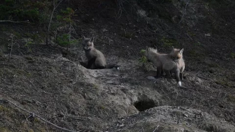 Red fox in the wild Vidéo 337842428