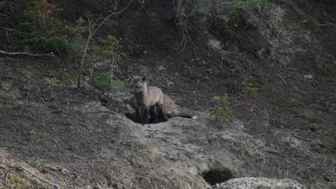 Red fox in the wild Stock-Footage 337842464
