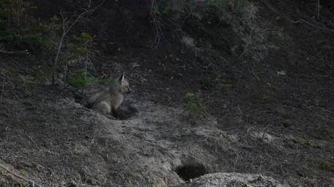Red fox in the wild Vidéo 337842475