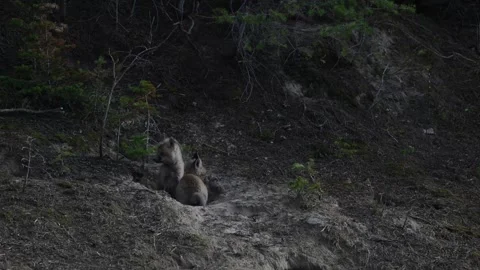 Red fox in the wild Vidéo 337842543
