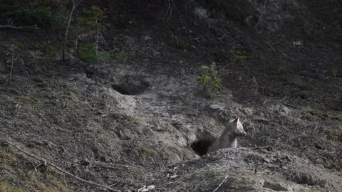 Red fox in the wild Stock Footage 337842551