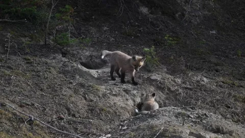 Red fox in the wild Stockbeeldmateriaal 337842572