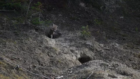 Red fox in the wild Stock Footage 337842602