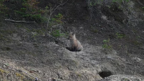 Red fox in the wild Stockbeeldmateriaal 337842811