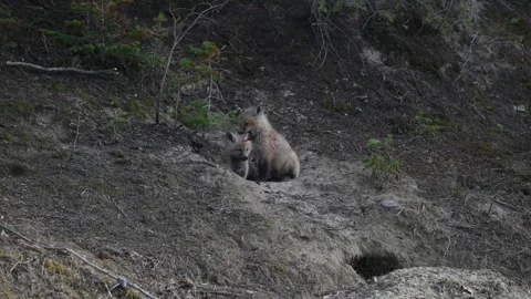 Red fox in the wild Stock Footage 337842819