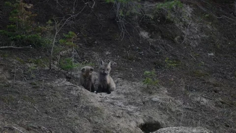 Red fox in the wild Stock Footage 337842850