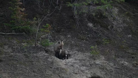 Red fox in the wild Видео 337842852