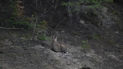 Red fox in the wild Vídeos de archivo 337842861